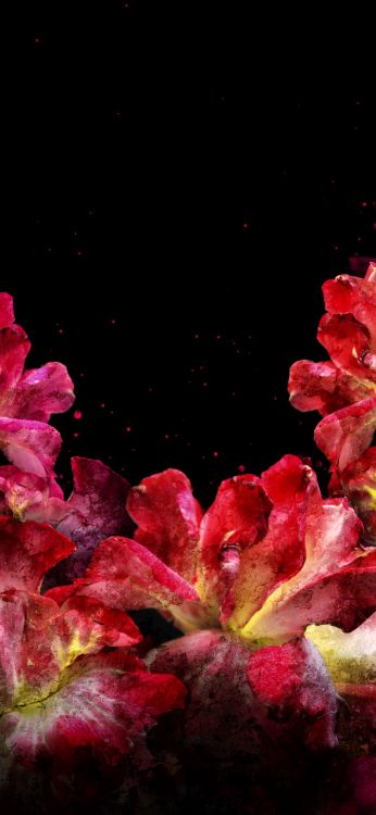 Обои природа, висгун - социальная сеть, цветок, растение, лепесток в разрешении 1407x3045