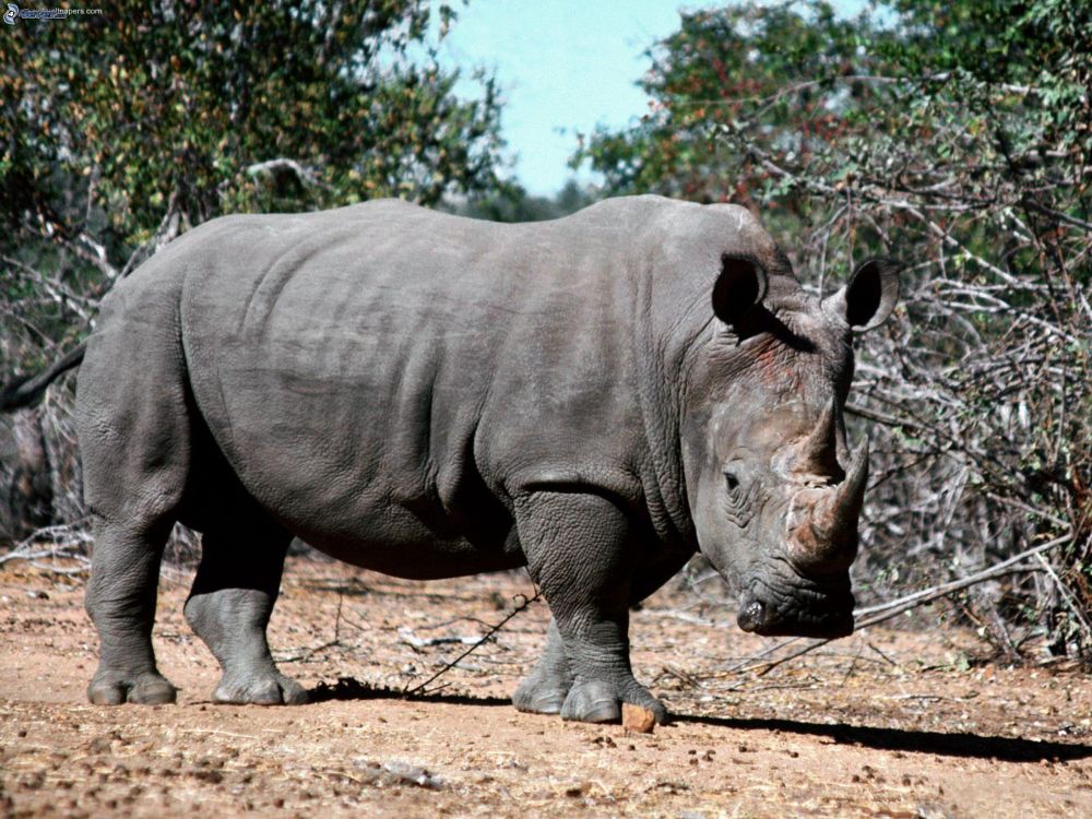 Обои носорог, наземные животные, живая природа, рог, вентилятор АйКарли фантастика в разрешении 2560x1920