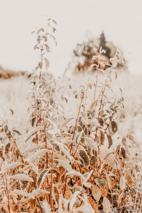 Обои прут, цветок, рнга, семейство травы, стебель растения в разрешении 4912x7360
