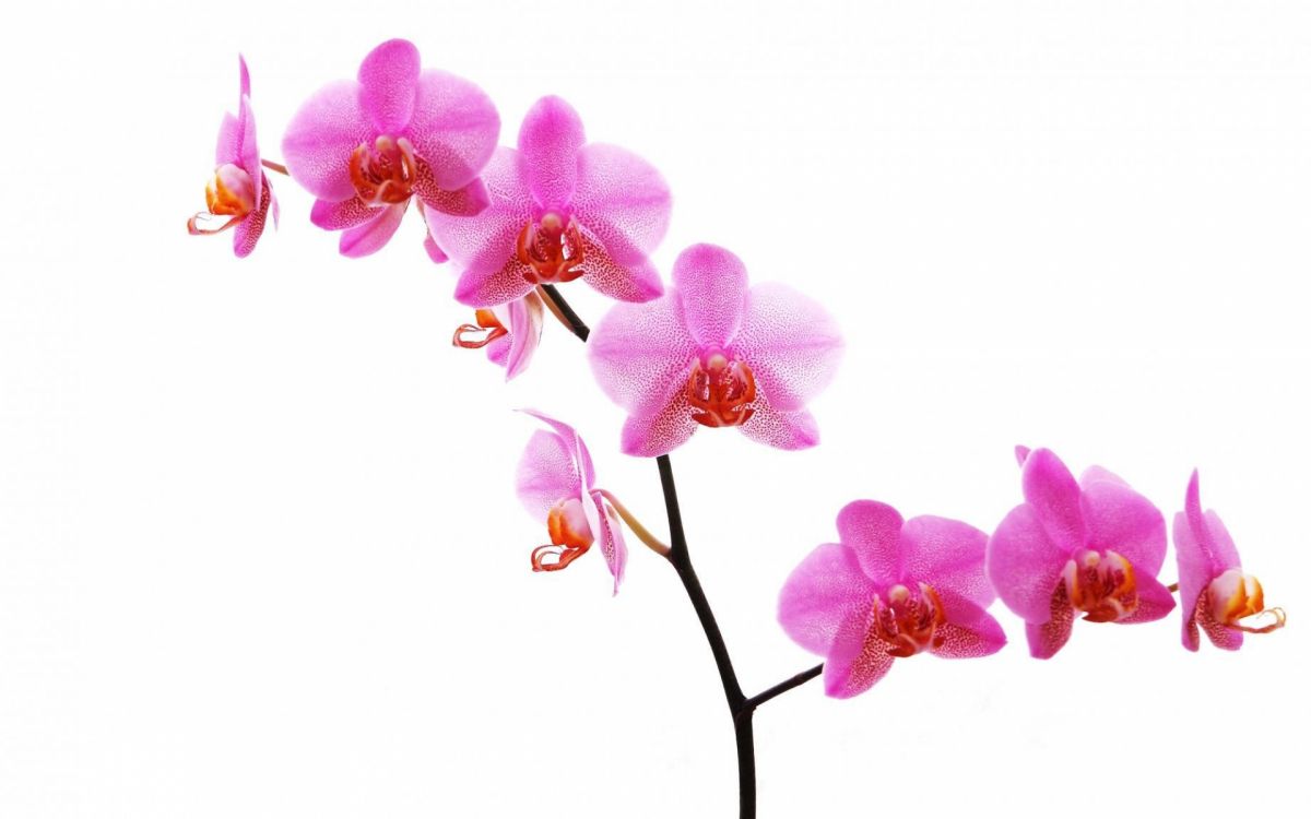 Обои орхидея, мотылек орхидеи, цветковое растение, лепесток, розовый в разрешении 1920x1200