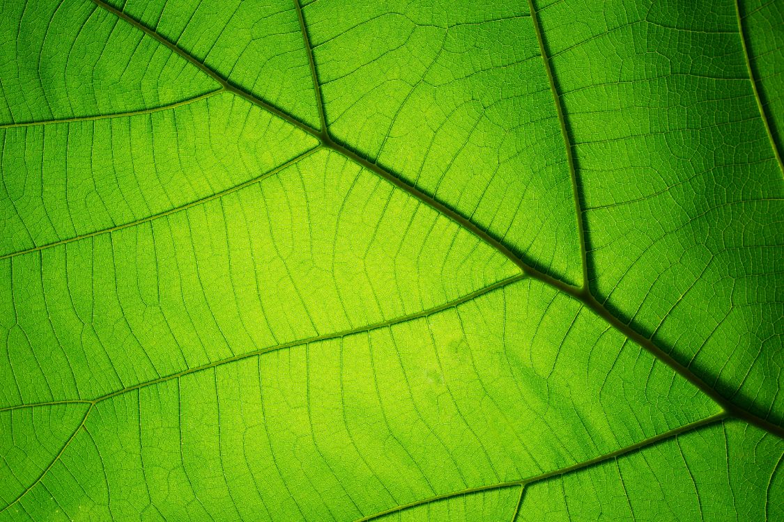 Обои текстура, зеленый, лист, растение, симметрия в разрешении 5472x3648