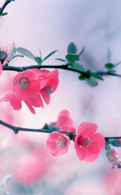 Обои расцвет, цветок, растение, цветение вишни, прут в разрешении 1600x2560