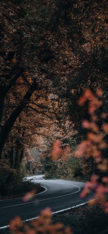 Обои природа, растение, атмосфера, ветвь, прут в разрешении 1008x2184