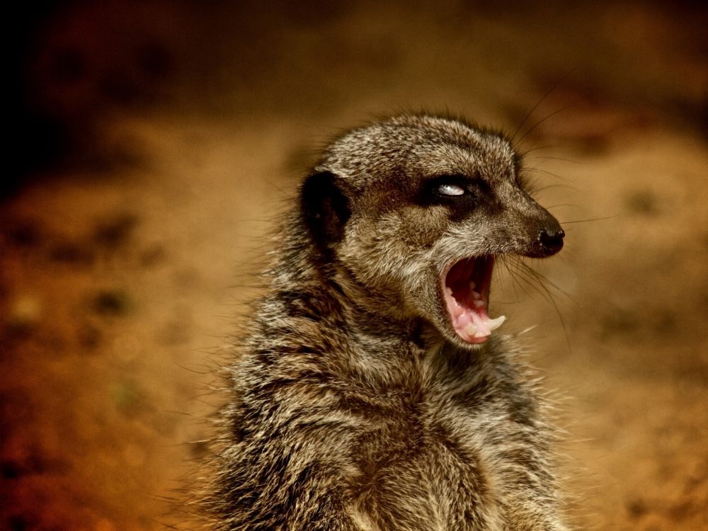 Обои суриката, мангуста, живая природа, морда, viverridae в разрешении 2048x1536