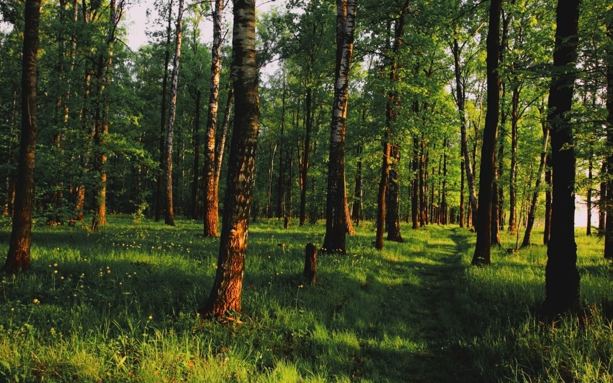 Обои лес, дерево, лесистая местность, роща, Стены Винила Росписи в разрешении 2560x1600