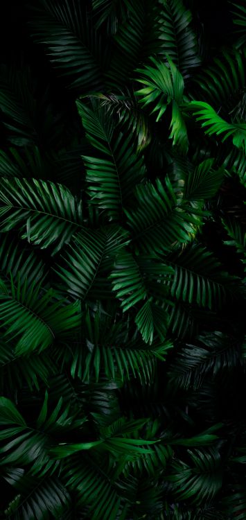 Обои dbramante1928 нью-йорк чехол для кошелька, смартфон, растение, ветвь, наземное растение в разрешении 1420x3000