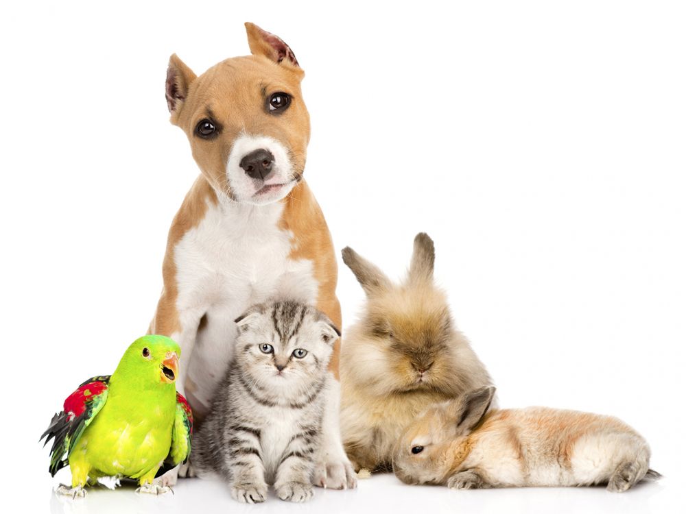 Обои кот, щенок, пес, собака породы, домашнее животное в разрешении 2048x1536