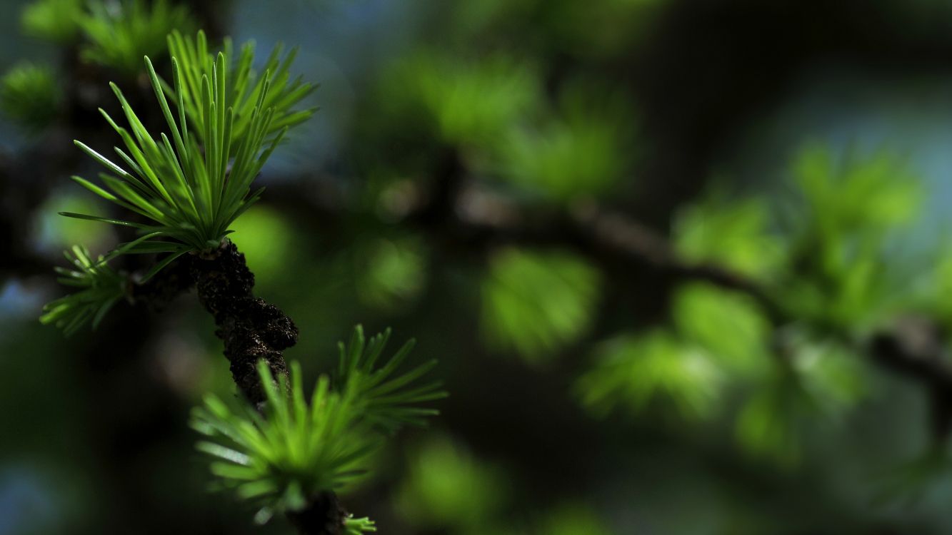 Обои зеленый, растительность, лист, дерево, лиственница в разрешении 2560x1440