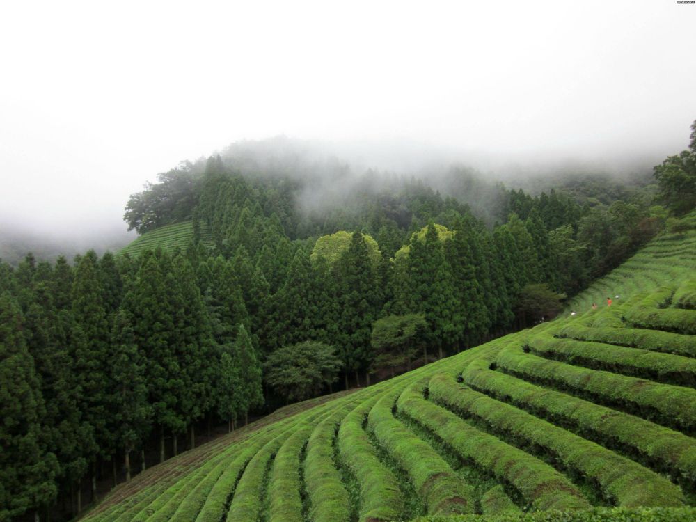 Обои плантация, горная станция, нагорье, растительность, Чай Дарджилинг в разрешении 3000x2250