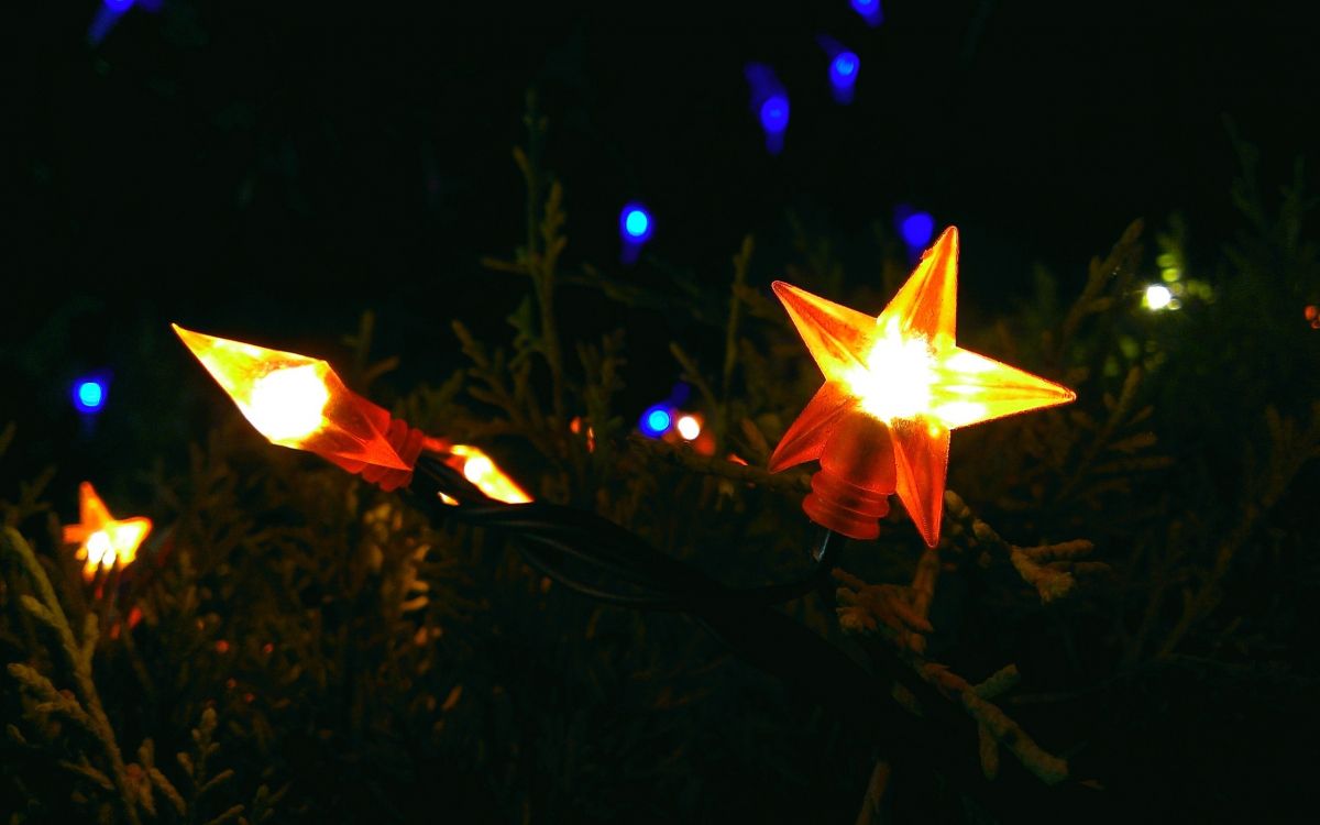 Обои свет, освещение, ночь, темнота, растение в разрешении 2560x1600