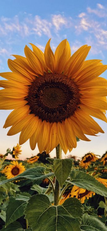 Обои цветок, растение, облако, лист, природа в разрешении 1080x2340