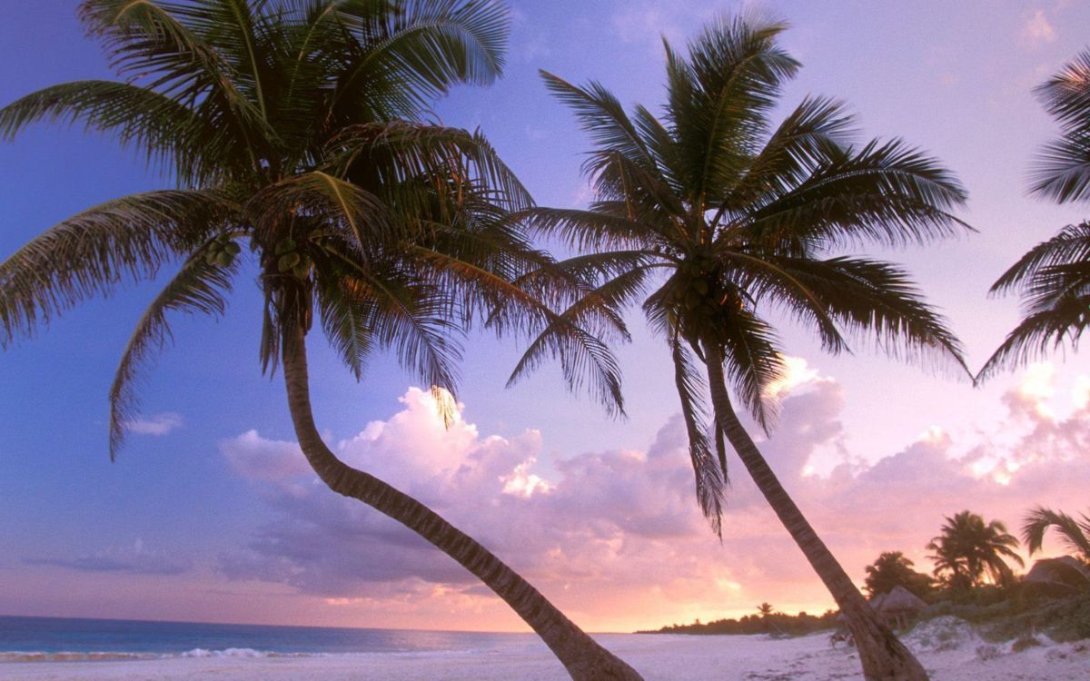 Обои дерево, тропическая зона, Пальма, Карибский бассейн, небо в разрешении 2560x1600