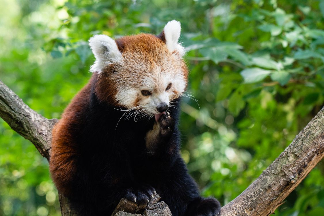 Обои Красная панда, гигантская панда, наземные животные, живая природа, природный заповедник в разрешении 5378x3585