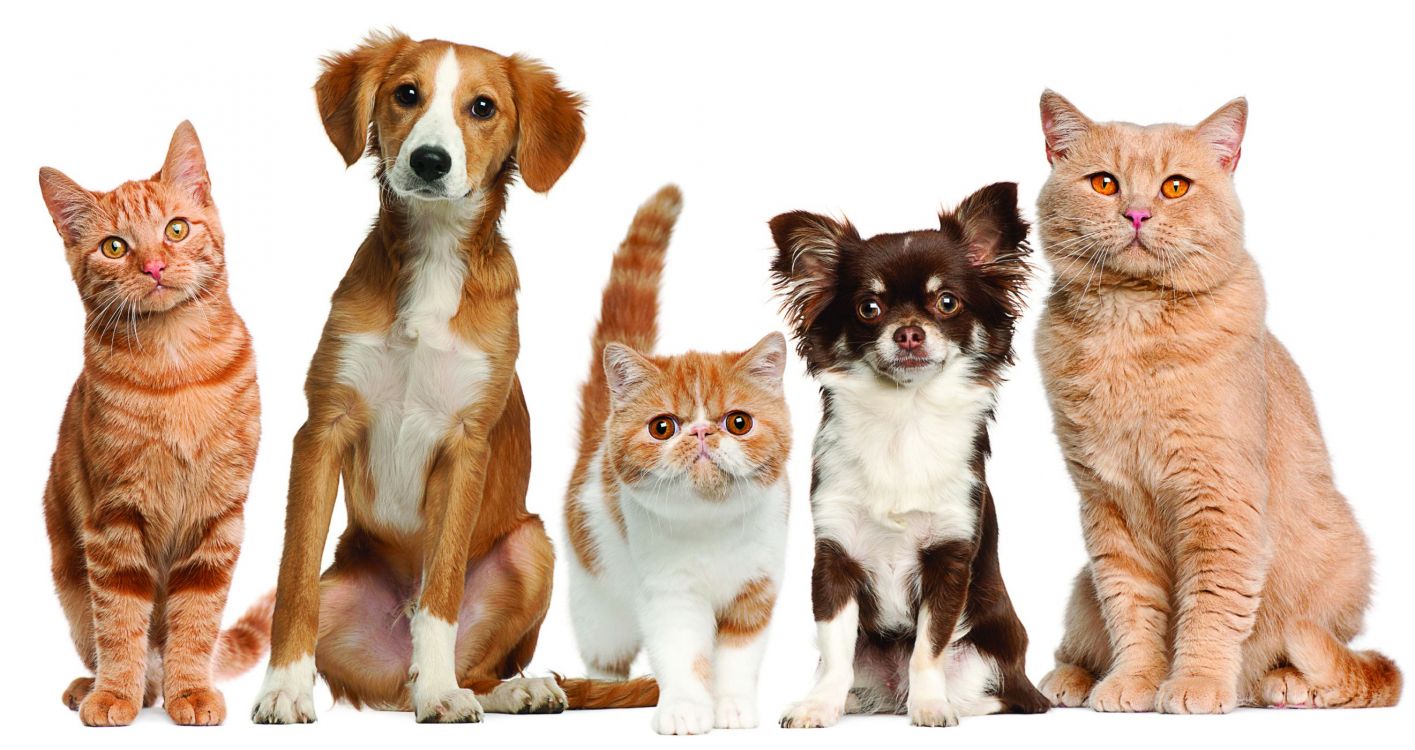 Обои пес, кот, ветеринарный врач, собака породы, котенок в разрешении 2642x1400