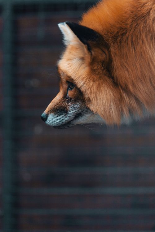 Обои рыжая лисица, лиса, Псовые, живая природа, морда в разрешении 3456x5184