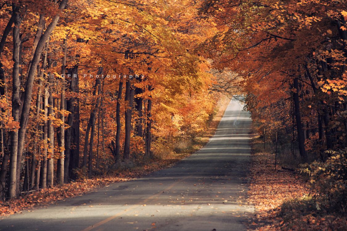 Обои природа, осень, лист, листопадные, лес в разрешении 1920x1280