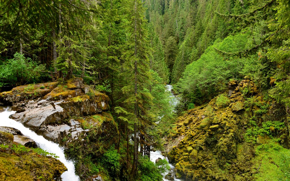 Обои лес, сосна, дерево, природа, растительность в разрешении 3840x2400