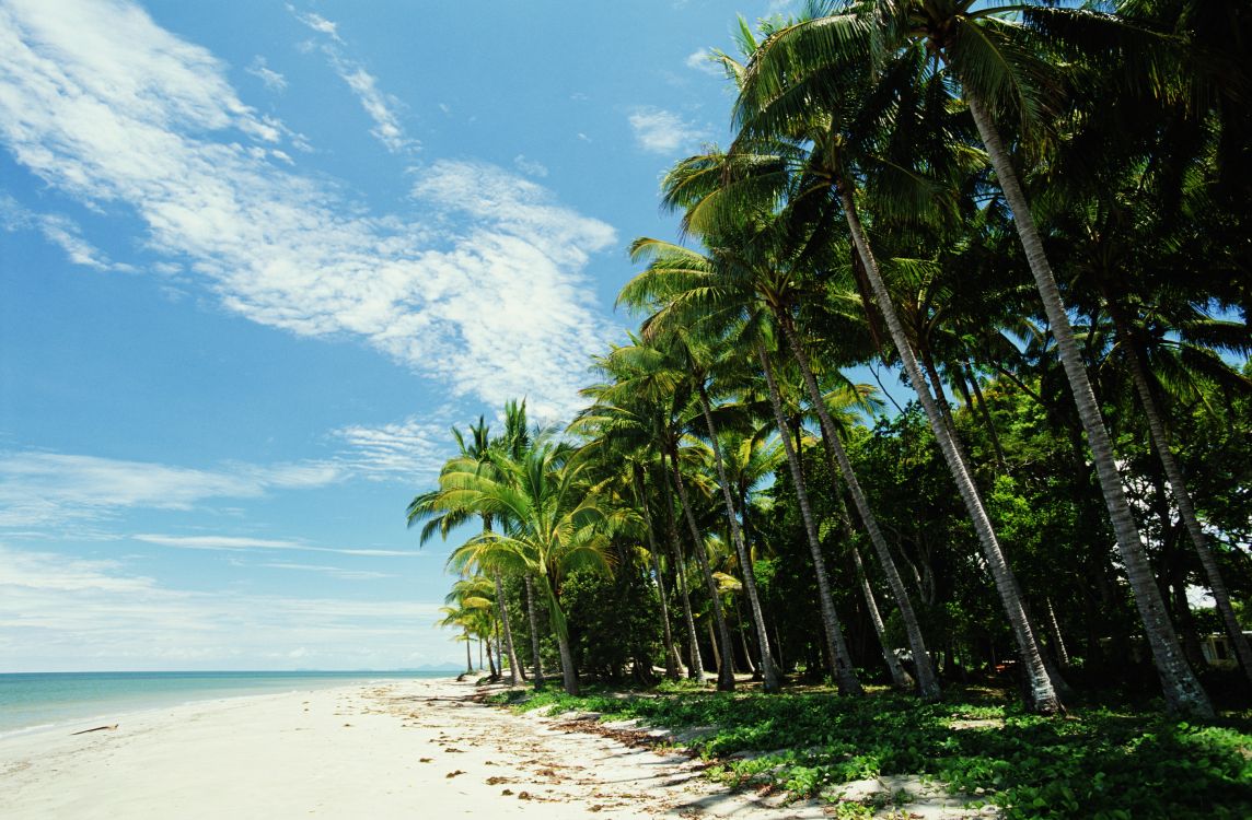 Обои пляж, море, дерево, растительность, тропическая зона в разрешении 5197x3406