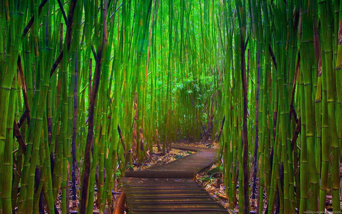 Обои бамбук, зеленый, природа, дерево, растительность в разрешении 2560x1600