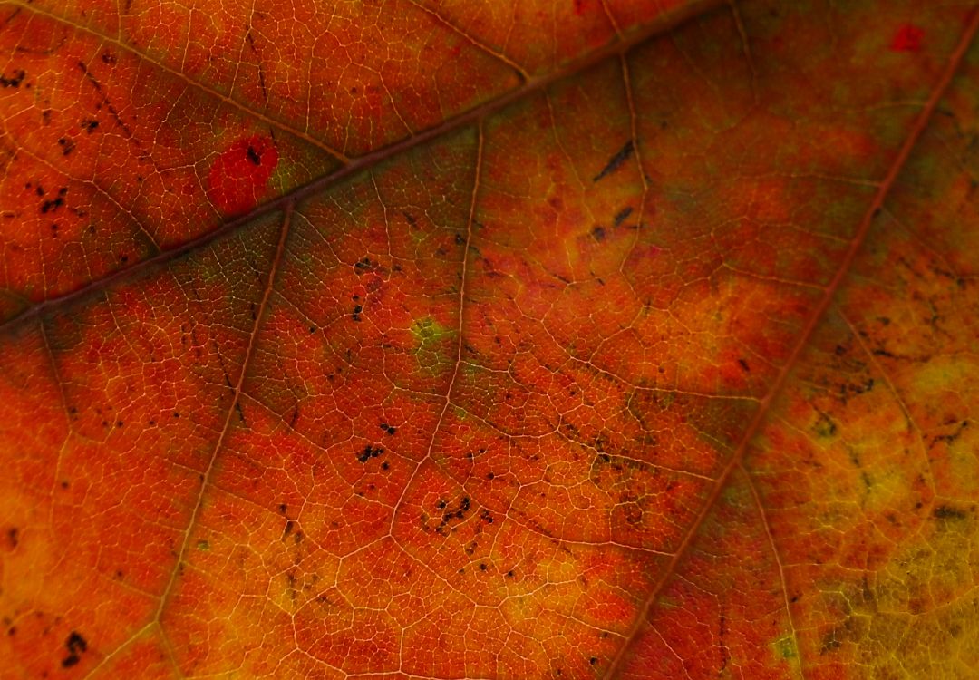 Обои лист, красный цвет, Апельсин, дерево, желтый в разрешении 5000x3471