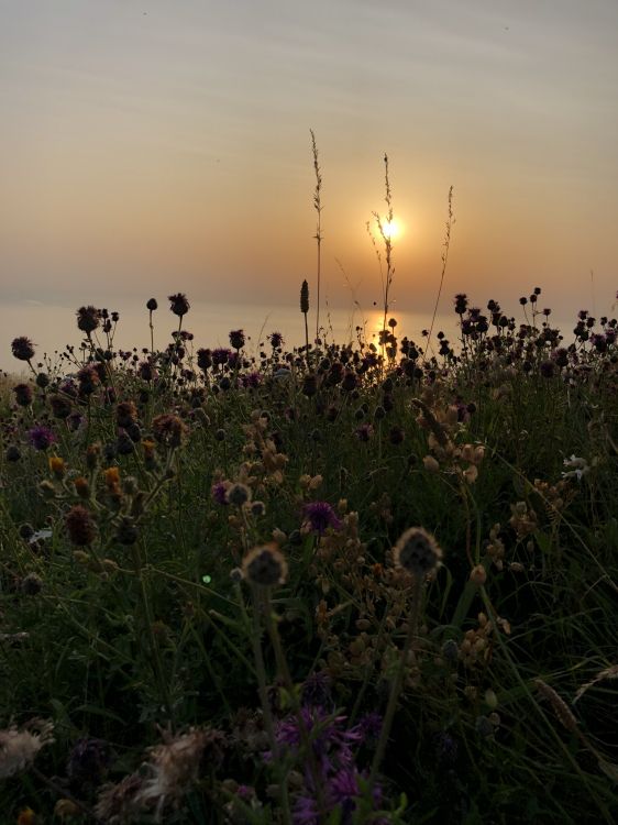 Обои растительность, окружающая среда, растительное сообщество, природный ландшафт, закат в разрешении 1536x2048
