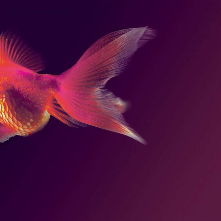 Обои Huawei, Huawei Maimang, Huawei Mate 10, честь 7x, андроид в разрешении 2160x2160