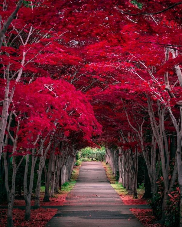 Обои природа, путешествие, растение, свет, лист в разрешении 1080x1344