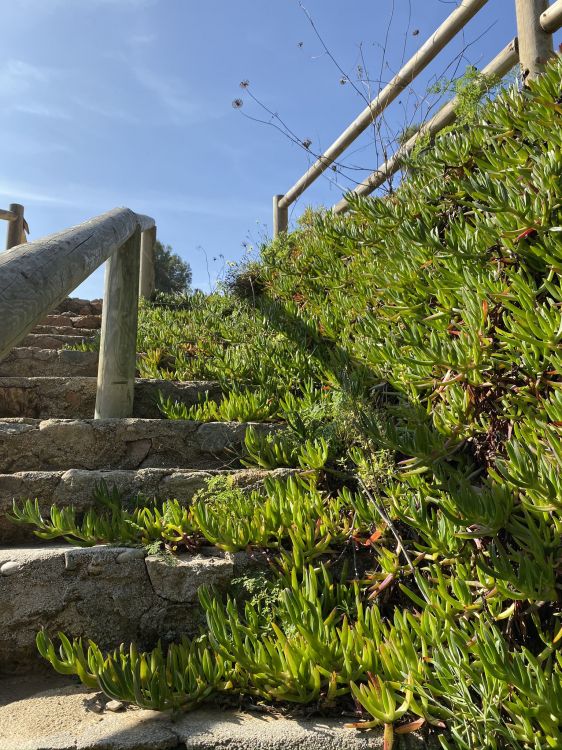 Обои растительность, пейзаж, хвойное дерево в разрешении 1536x2048