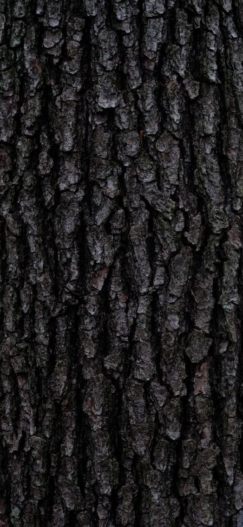 Обои дерево, Кора, коричневый цвет, древесина, серый цвет в разрешении 1080x2340