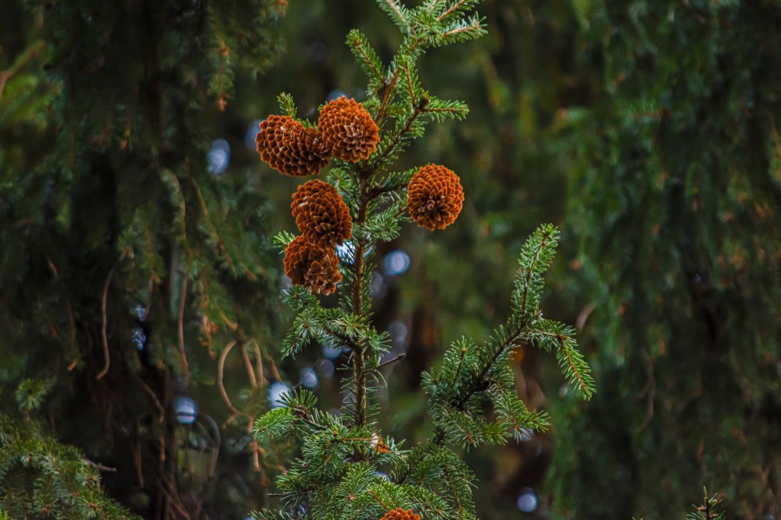 Обои ветвь, природа, ветка, елка, растительность в разрешении 6000x4000