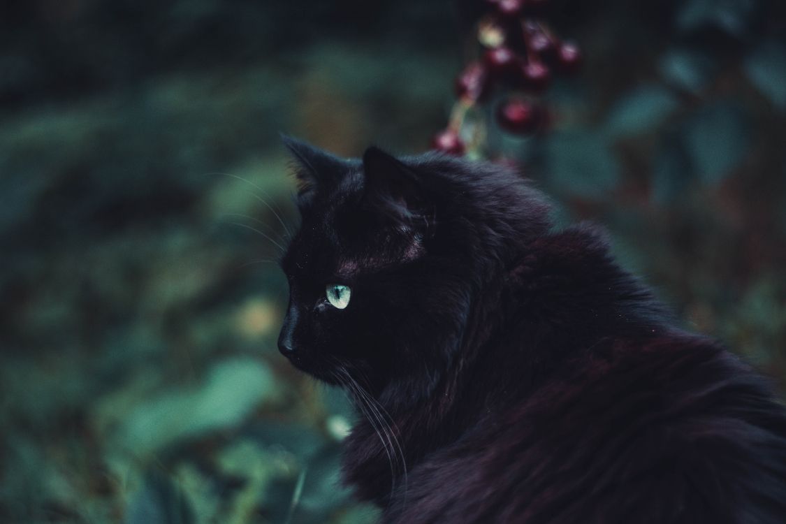 Обои кот, черная кошка, черный, бакенбарды, кошачьих в разрешении 6000x4000