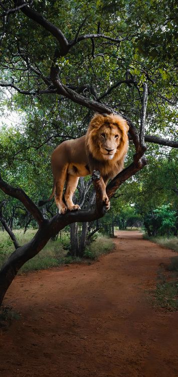 Обои масаи Лев, Системы Олимпус ом, растение, дерево, кошачьих в разрешении 1421x3000