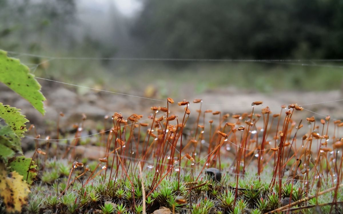 Обои растительность, семейство травы, весна, паутина, природа в разрешении 2880x1800