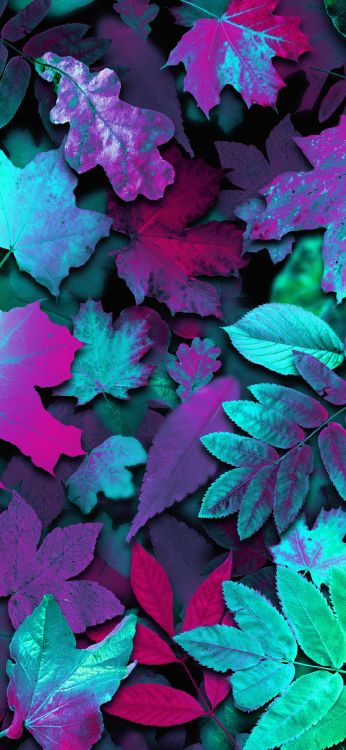 Обои цветок, красочность, растение, лист, ботаники в разрешении 1080x2340