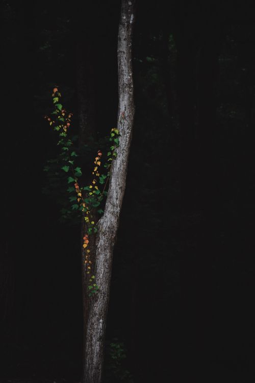Обои дерево, зеленый, ветвь, ночь, растение в разрешении 4016x6016