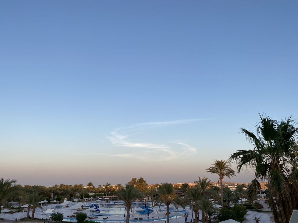 Обои пальмовые рощи, дерево, древесные растения, замораживание, Пальма в разрешении 2048x1536