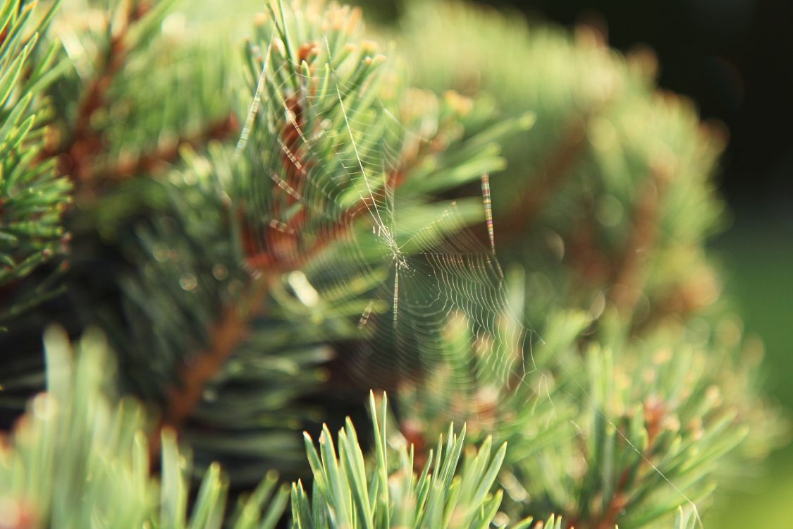 Обои ель, сосна, пихта, вечнозеленое растение, ветвь в разрешении 3456x2304