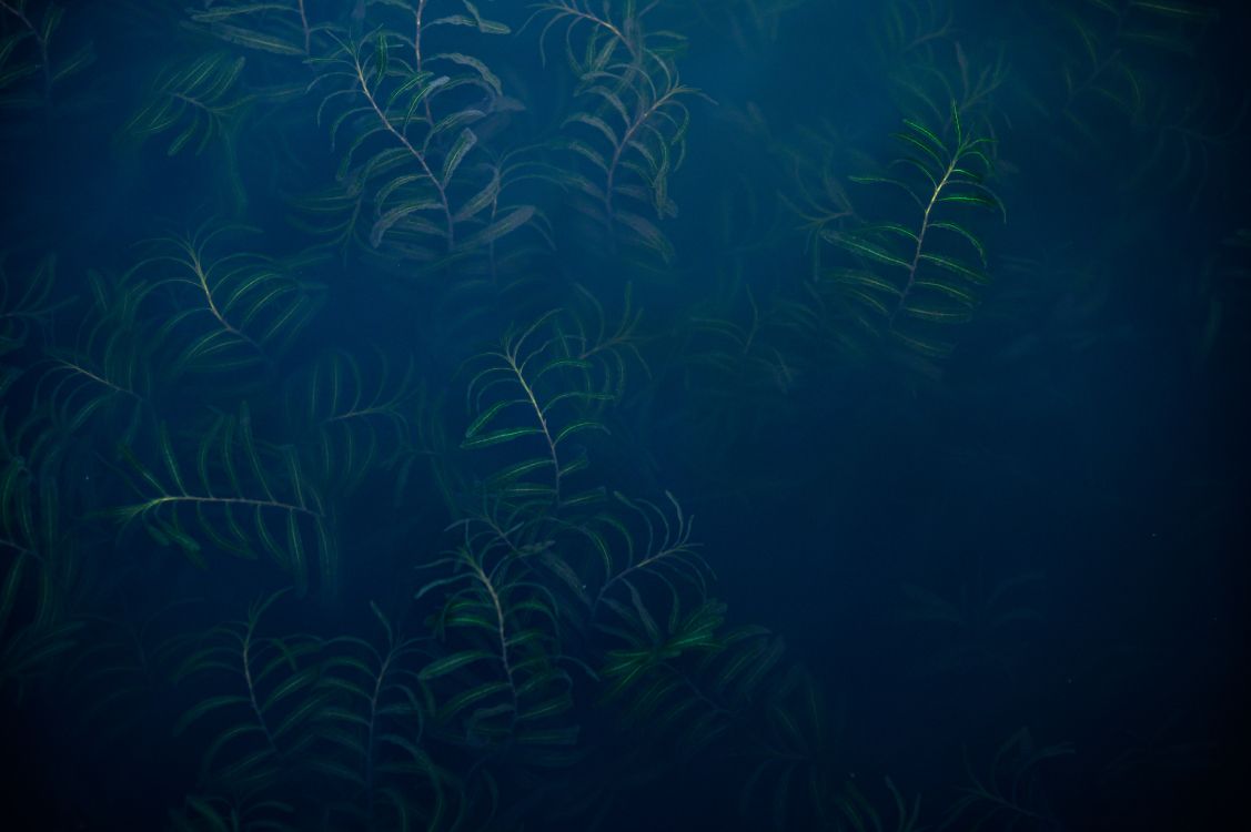 Обои подземные воды, Гигантские ламинарии, экосистема, морская биология, пресноводный аквариум в разрешении 6048x4024