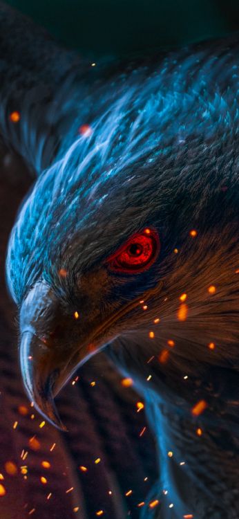 Обои ios, андроид, синий, лазурный, клюв в разрешении 1080x2340