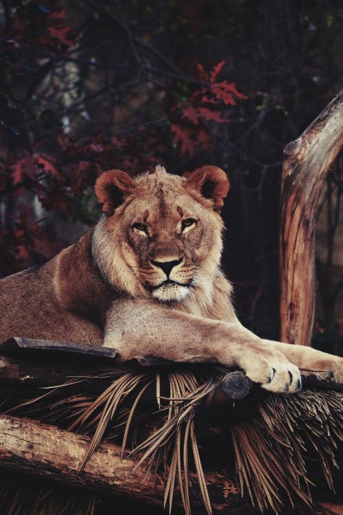 Обои Лев, тигр, зоопарк, Дартмурский зоопарк, берлинский зоологический сад в разрешении 1280x1920