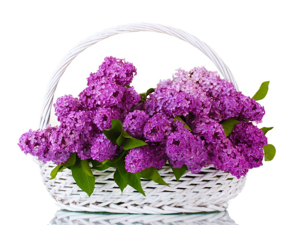Обои цветковое растение, пурпур, растение, сирень, Фиолетовый в разрешении 4416x3360