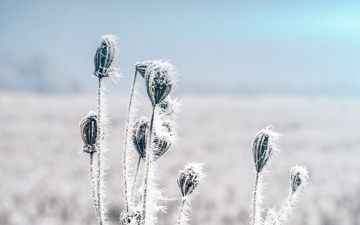 Обои цветок, зима, простуда, растение, экорегион в разрешении 3840x2400