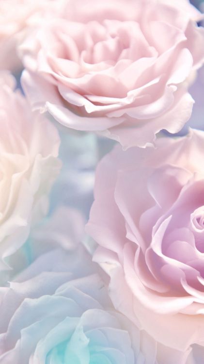 Обои пастель, цветок, розовый, сад роз, лепесток в разрешении 1242x2208