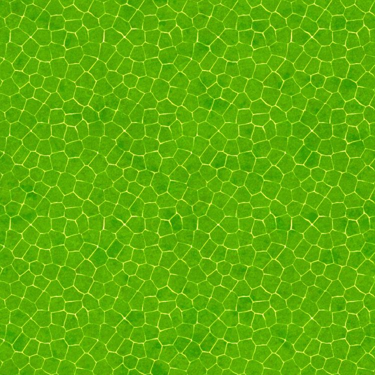 Обои лист, зеленый, узор, растение, семейство травы в разрешении 2048x2048