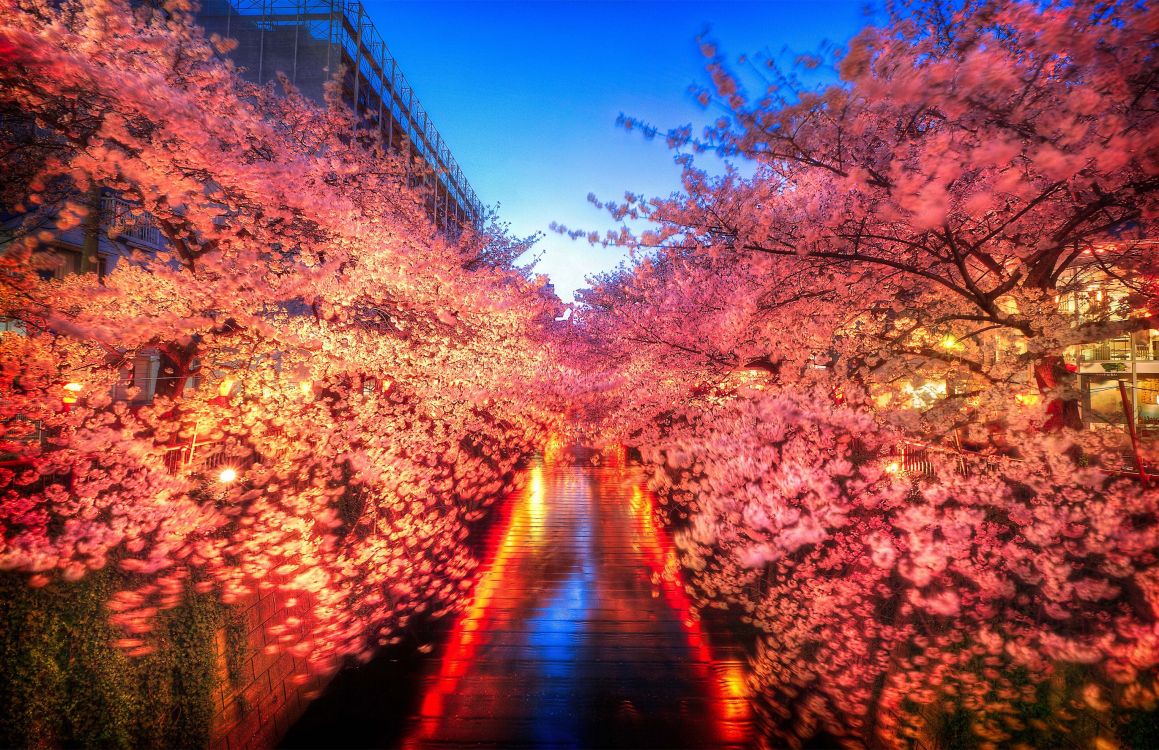 Обои цветение вишни, Ханами, природа, дерево, лист в разрешении 2743x1775