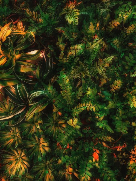 Обои Шон Форест зеленый эстетика, зеленый, наземное растение, лиственница, вечнозеленое растение в разрешении 3024x4032