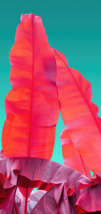 Обои Оранжевый цвет, Компания Wacom, саман, лепесток, жест в разрешении 1421x3000