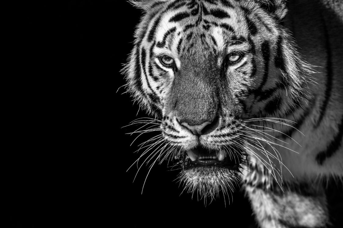 Обои тигр, Белый тигр, бенгальский тигр, живая природа, бакенбарды в разрешении 6000x4000