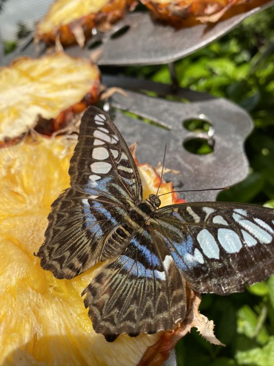 Обои мотылек, насекомое, членистоногое, беспозвоночных, опылитель в разрешении 1536x2048