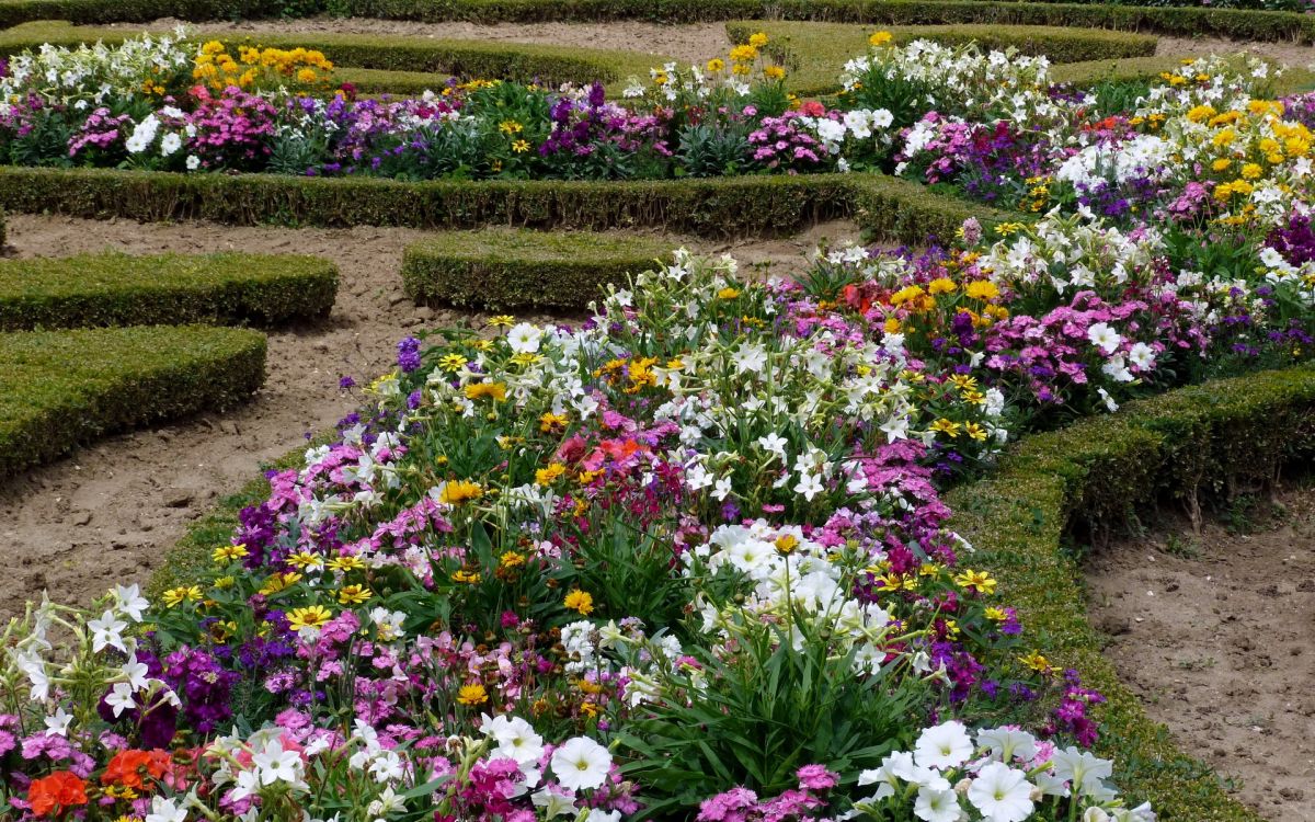 Обои цветковое растение, весна, однолетнее растение, полевой цветок, флористика в разрешении 2880x1800